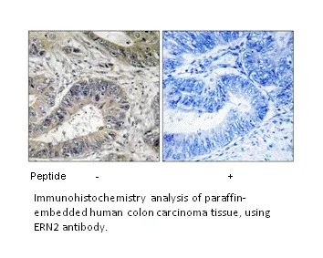 ERN2 Antibody - image 2