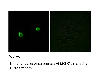 ERN2 Antibody - image 1