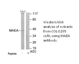 MAEA Antibody - image 1