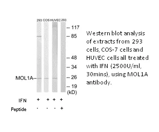MOL1A Antibody - image 1