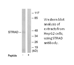 STRAD Antibody - image 1