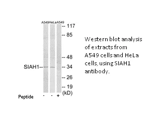 SIAH1 Antibody - image 1