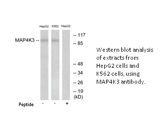 MAP4K3 Antibody - image 1