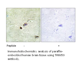 TRIM59 Antibody - image 2