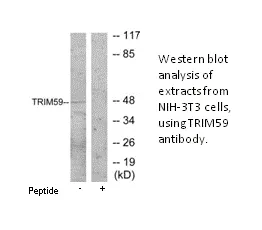 TRIM59 Antibody - image 3