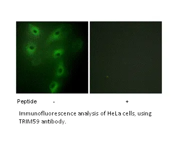 TRIM59 Antibody - image 1