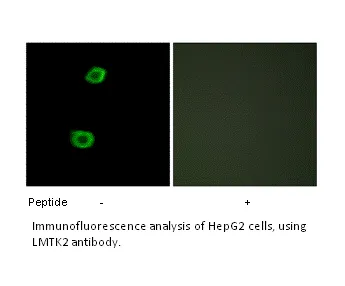 LMTK2 Antibody - image 1