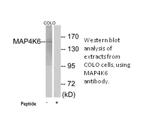 MAP4K6 Antibody - image 1