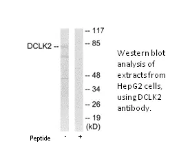 DCLK2 Antibody - image 1