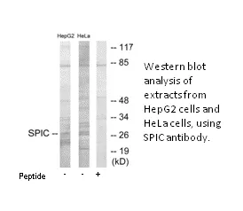 SPIC Antibody - image 1