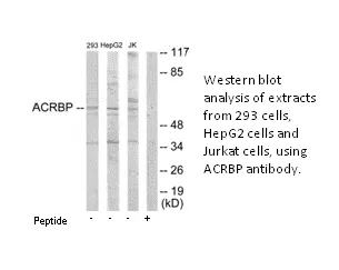 ACRBP Antibody - image 1