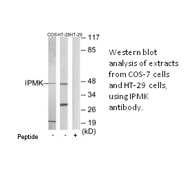 IPMK Antibody - image 1