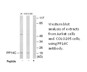 PP14C Antibody - image 1