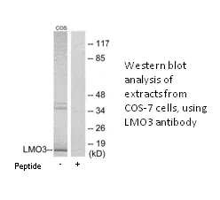 LMO3 Antibody - image 1