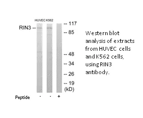RIN3 Antibody - image 1