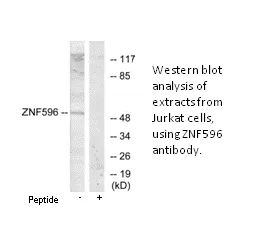 ZNF596 Antibody - image 2