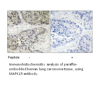 MAPK15 Antibody - image 2