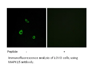 MAPK15 Antibody - image 1