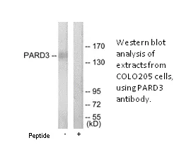 PARD3 Antibody - image 2