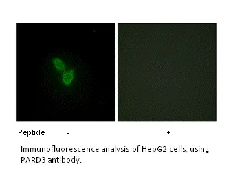 PARD3 Antibody - image 1
