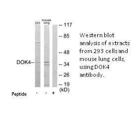 DOK4 Antibody - image 1