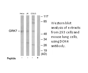 GRK7 Antibody - image 1