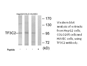 TF3C2 Antibody - image 1