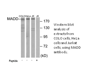 MADD Antibody - image 2
