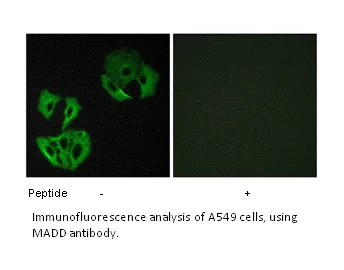 MADD Antibody - image 1