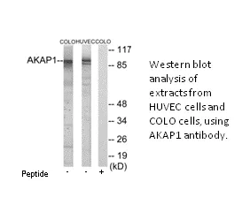 AKAP1 Antibody - image 2