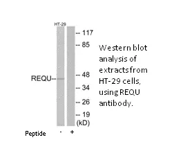 REQU Antibody - image 2
