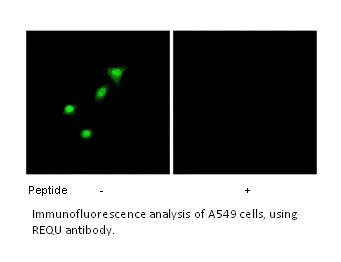 REQU Antibody - image 1