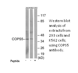 COPS5 Antibody - image 1