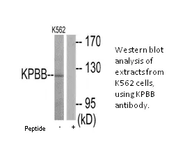 KPBB Antibody - image 1