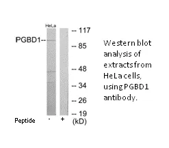 PGBD1 Antibody - image 1