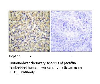 DUSP9 Antibody - image 2