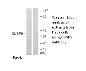 DUSP9 Antibody - image 3
