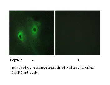 DUSP9 Antibody - image 1