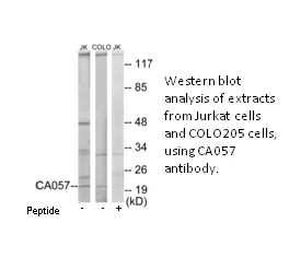 CA057 Antibody - image 1