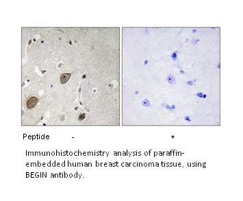 BEGIN Antibody - image 1