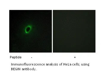BEGIN Antibody - image 2