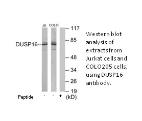 DUSP16 Antibody - image 2