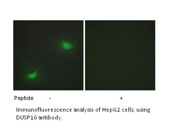 DUSP16 Antibody - image 1
