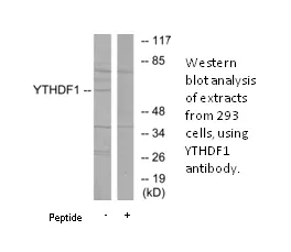 YTHDF1 Antibody - image 1