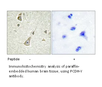 PCDH-Y Antibody - image 2
