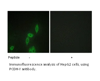 PCDH-Y Antibody - image 1