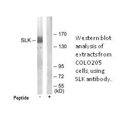 SLK Antibody - image 3