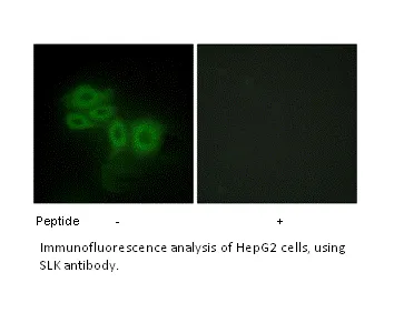 SLK Antibody - image 1