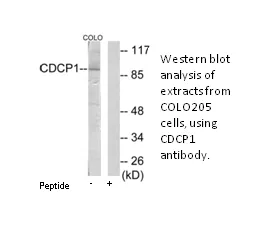 CDCP1 Antibody - image 2