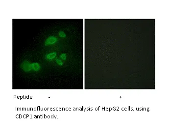 CDCP1 Antibody - image 1